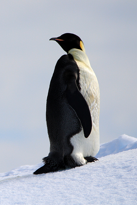 Emperor Penguin - Antarctica Wildlife Photos - Theo Allan, Antarctica Photographer