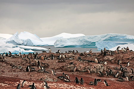 Penguin Colony Portfolio Photo - Antarctica Photographer - Theo Allan