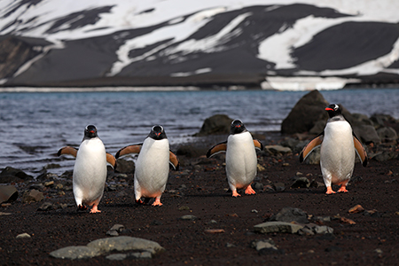 Waddling Penguins Portfolio Photo - Antarctica Photographer - Theo Allan