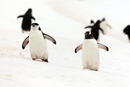 Penguins Portfolio Photo - Antarctica Photographer - Theo Allan