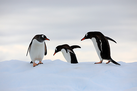 Penguin Portfolio Photo - Antarctica Photographer - Theo Allan