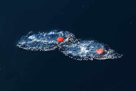 Salps Marine Wildlife Portfolio Photo - Antarctica Photographer - Theo Allan