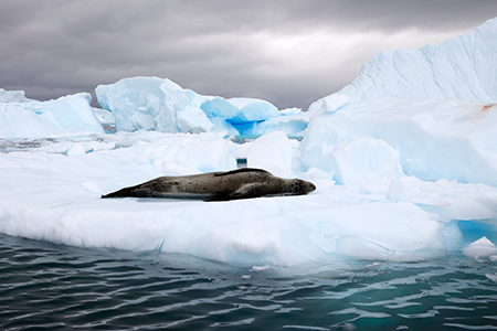 Wildlife Portfolio Photo - Antarctica Photographer - Theo Allan