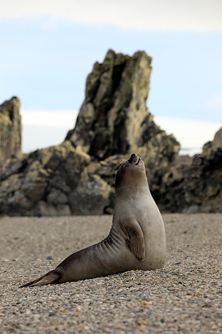 Antarctica Wildlife Seal Photos - Antarctica Photographer - Theo Allan